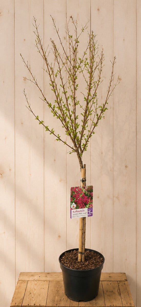 Lagerstroemia Indica Indische Sering 'Red Imperator' 125 cm II Ware...