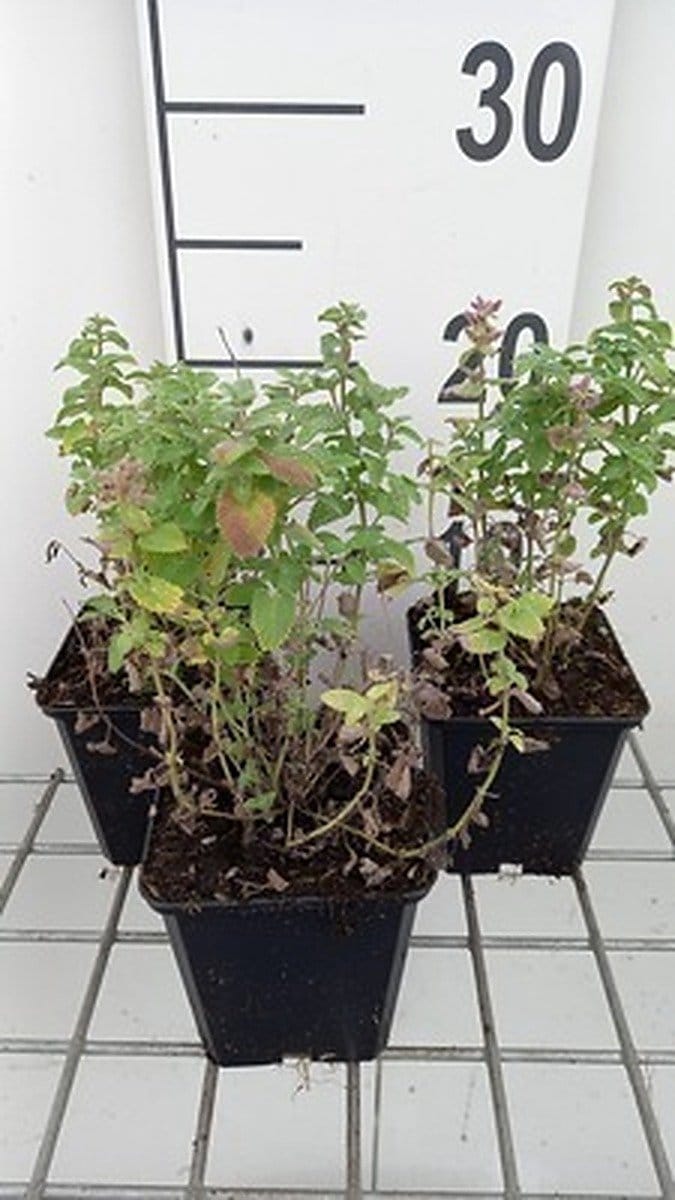 6x Kattekruid - Nepeta racemosa 'Little Titch' | 9x9 cm pot
