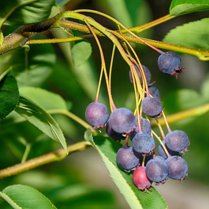 Set van 4 Krentenboompjes - Amelanchier lamarckii - Hoogte 25cm - 9cm pot