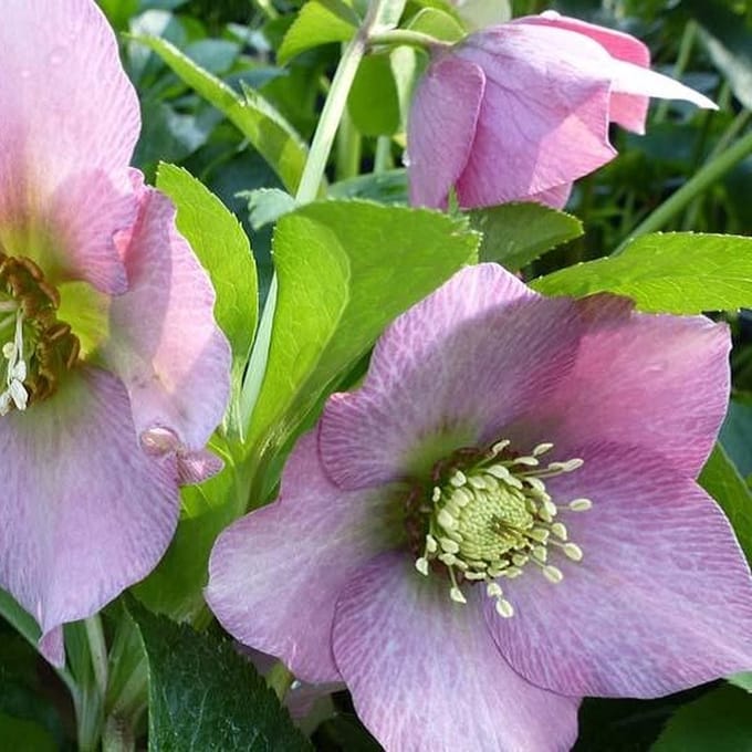 6x Nieskruid - Helleborus orientalis 'Pink Lady' - Pot 9x9cm