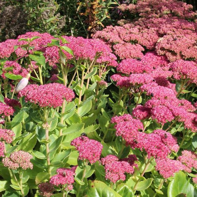 6 x Sedum 'Herbstfreude' -   Hemelsleutel pot 9x9cm