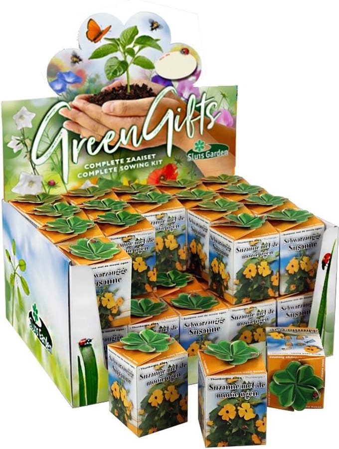 Sluis Garden - Greengift, Suzanne met de mooie ogen 40 st. in showdoos