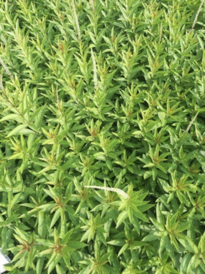 6 x Veronicastrum virginicum 'Diana' - Virginische ereprijs - pot 9 x 9 cm