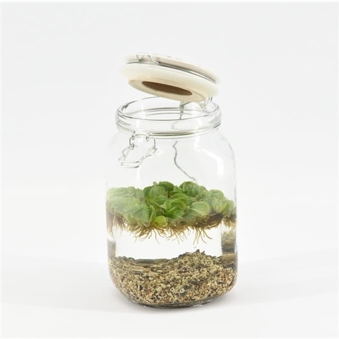 Moerings Weckpot Keramieke Deksel Met Aquariumplant