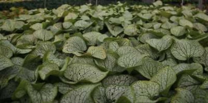 6 x Brunnera macrophylla 'Silver Spear' - KAUKASISCH VERGEET-MIJ-NIETJE - pot 9 x 9 cm