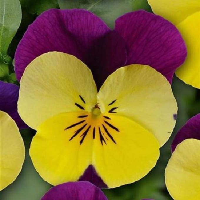 Violen Twix Power Yellow Purple F1