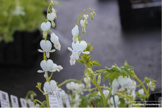 6x Gebroken Hartje - Dicentra Spectabilis 'Alba' | 9x9 cm pot