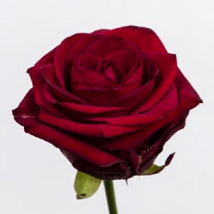10x Rosa red naomi! 80cm