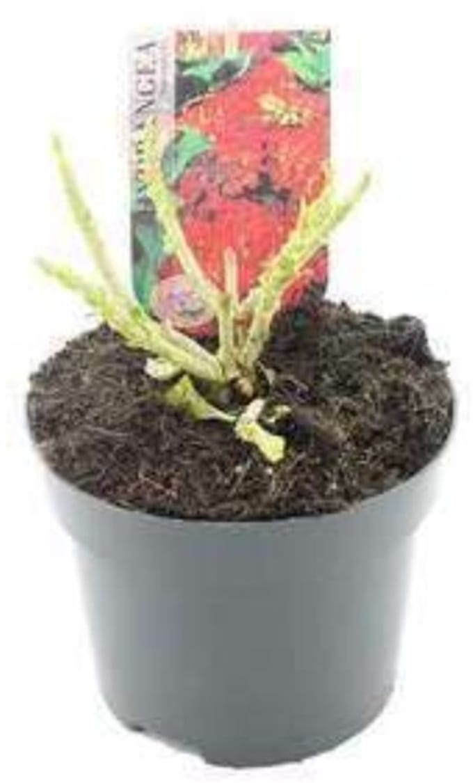 Hydrangea macr. rood/rouge - Hortensia 40- 60 cm in pot
