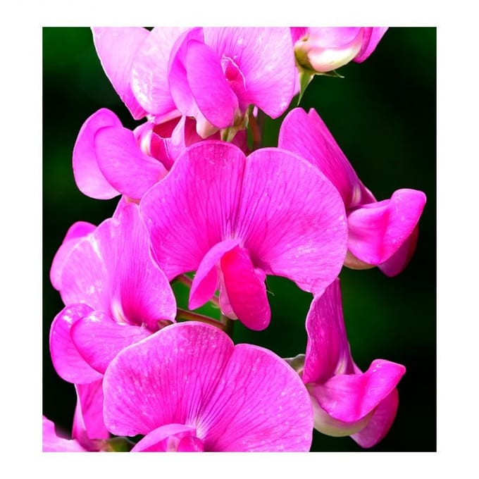 Yodeyma eau parfumée poétique pour femme 100ml