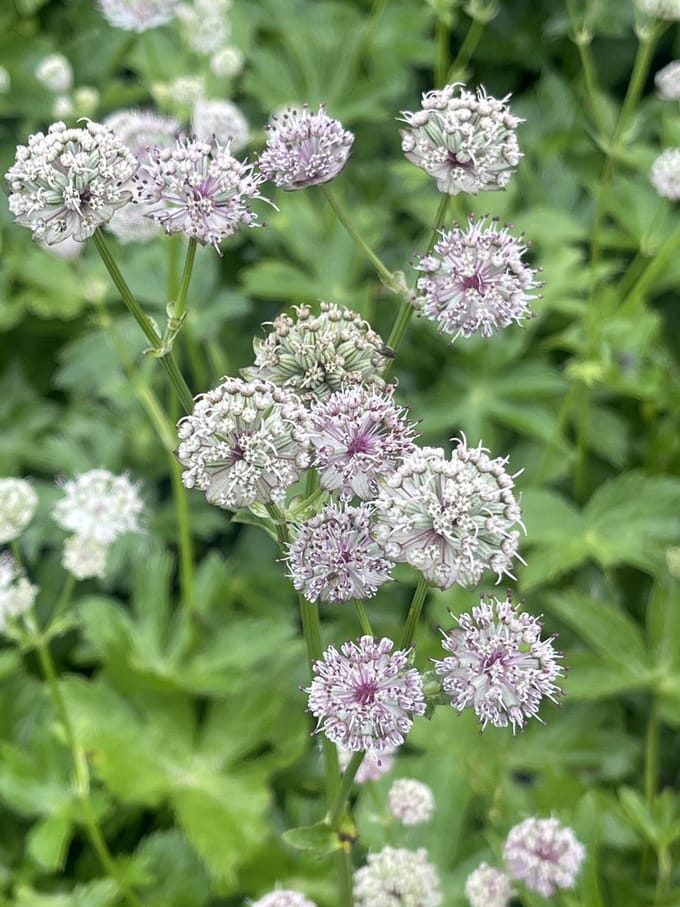 6x Zeeuws knoopje - Astrantia major | 9x9 cm pot