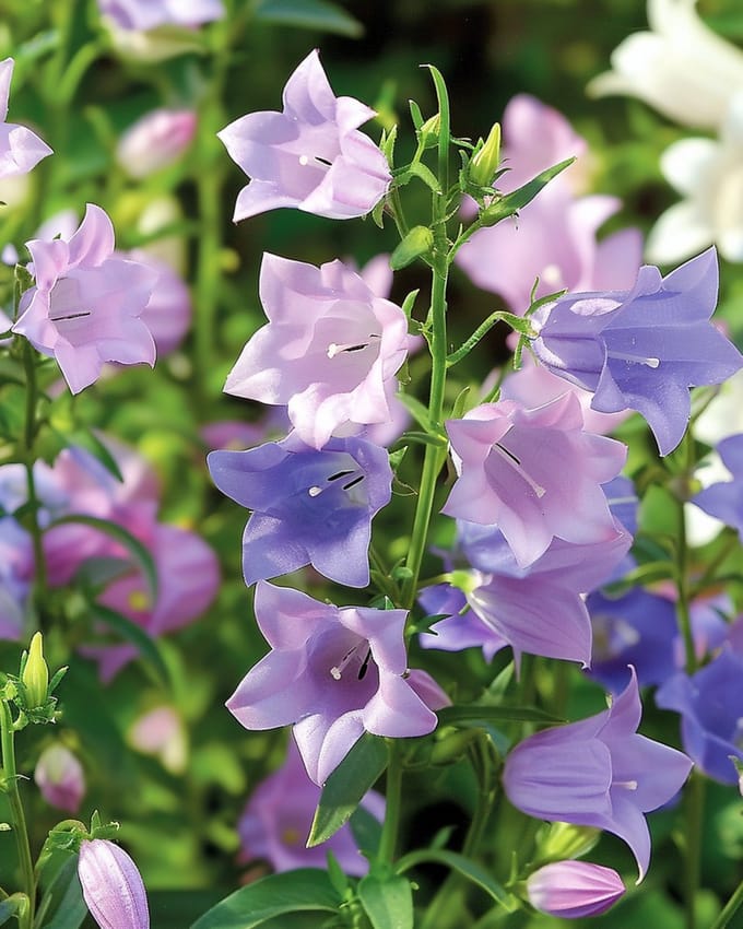 2 sets - Mariëtteklokje Zaden Campanula Medium Tweejarig Gemengd Enkelbloemig