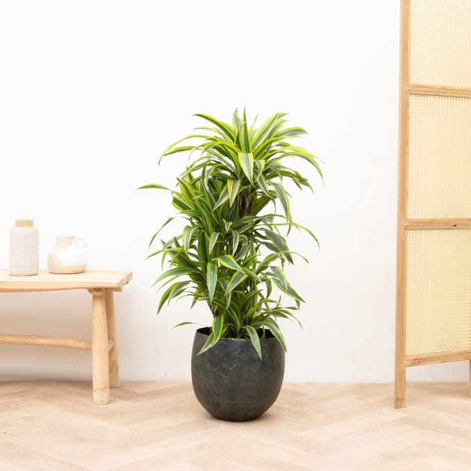 Dracaena Deremensis Lemon Lime vertakt - 100cm