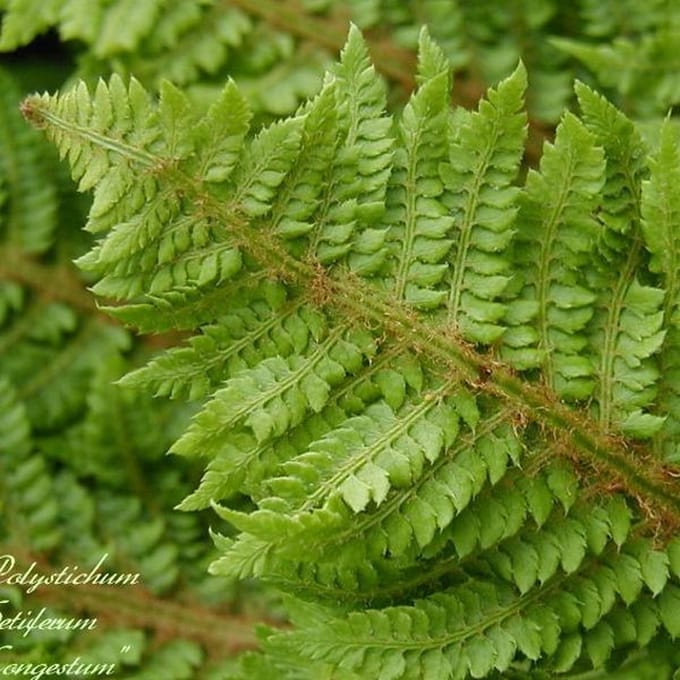 6 x Polystichum Setiferum 'Congestum' - Niervaren Pot 9x9 cm - Compacte Groene Varen
