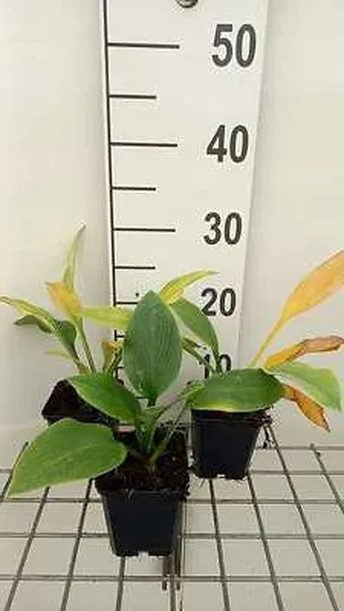 6x Funkia - Hosta hybr. 'Krossa Regal' | 9x9 cm pot
