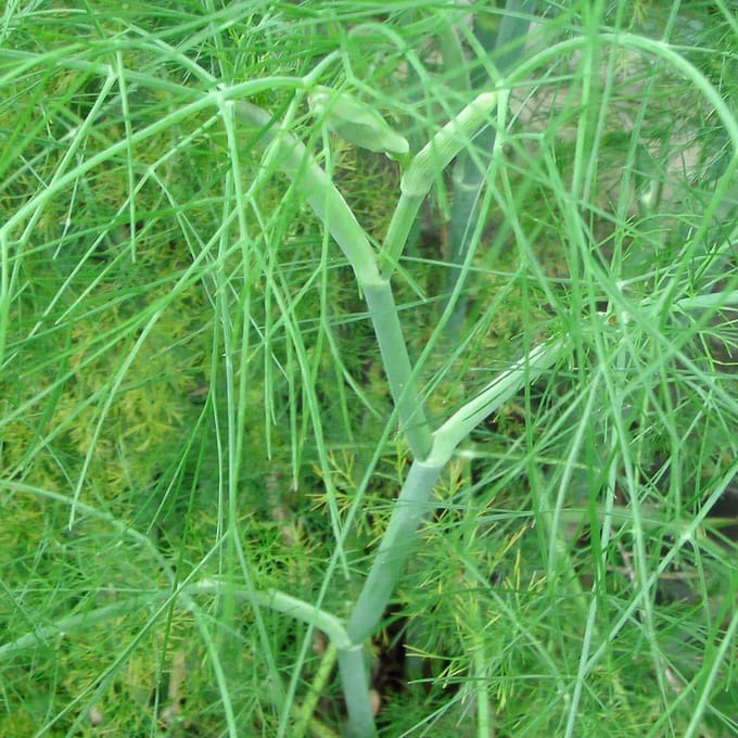 Dille zaden biologisch (Anethum graveolens) 1 g