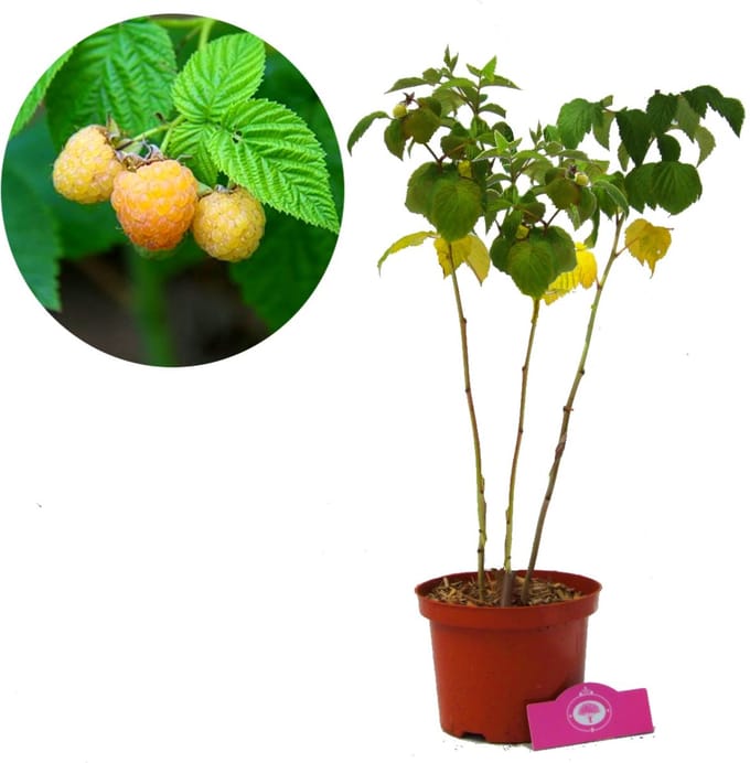 Rubus idaeus 'Fallgold' gele framboos, frambozenstruik, 2 liter pot