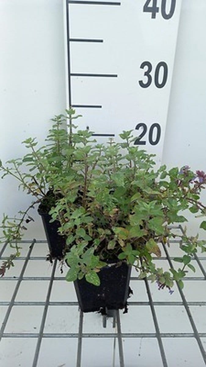 6x Kattekruid - Nepeta faas. 'Blue Wonder' | 9x9 cm pot