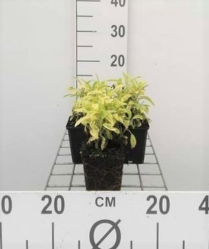 6x Struiksalie - Salvia off. 'Icterina' 'aurea' | 9x9 cm pot