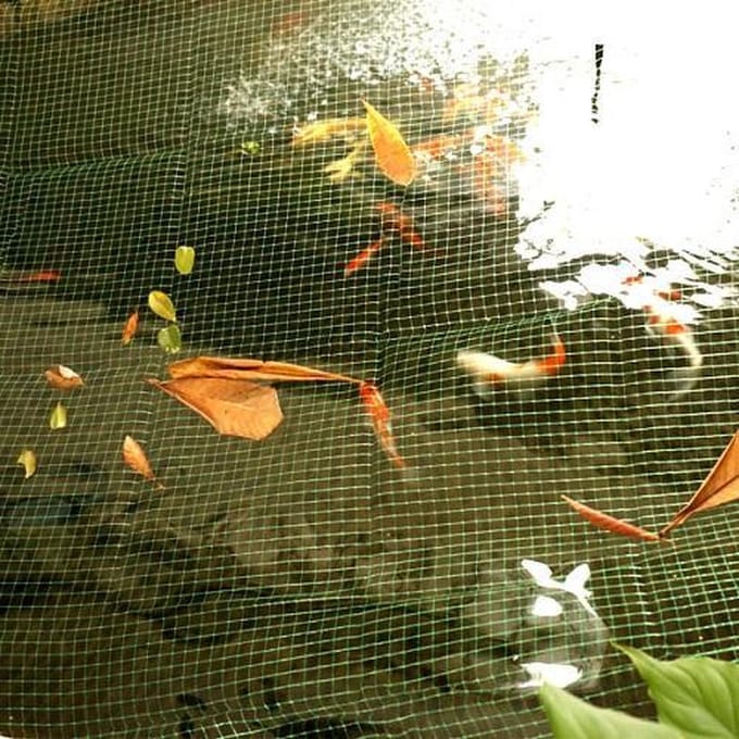 Vijvernet | Vijver afdeknet (4 x 5 meter)