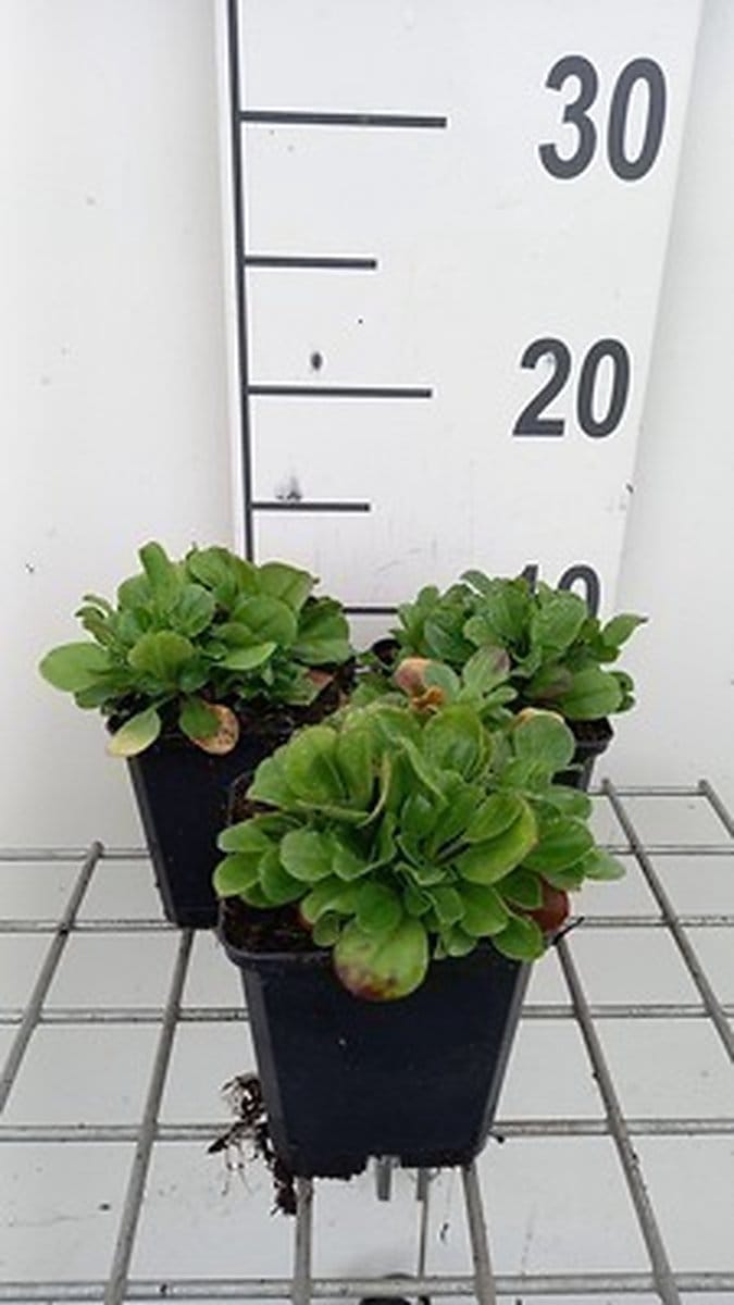 6x Gipskruid - Gypsophila cerastioides | 9x9 cm pot