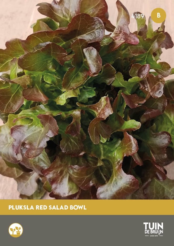 Pluksla Red Salad Bowl Zaden – Rode Pluksla – Snelgroeiend – Groentezaden Moestuin | Tuin de Bruijn