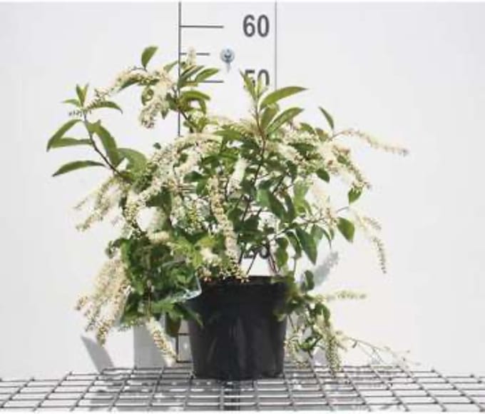 Itea virginica 'Henry's Garnet' - Bloemwilg 30 - 40 cm in pot