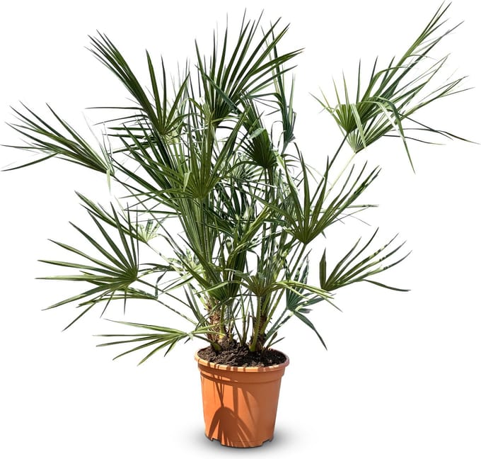 Sunny Tree - Palmboom - Chamaerops Humilis - Winterharde dwergpalm - 120 cm - kamerplant