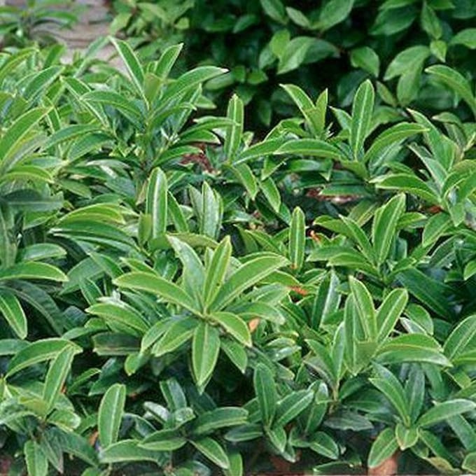 Prunus Laurocerasus 'Mount Vernon' - Laurierkers 20-25 cm in pot
