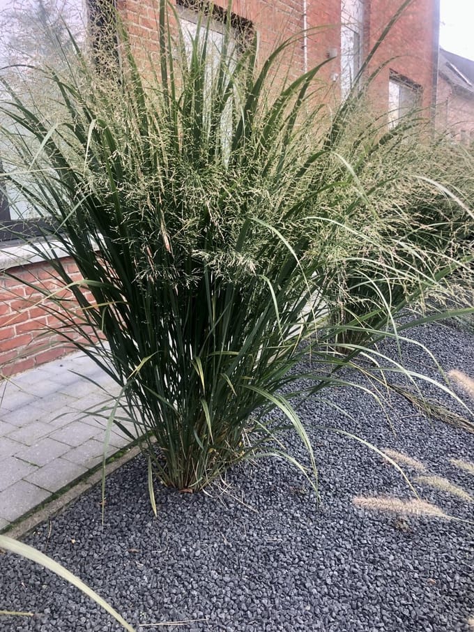 6x Vingergras - Panicum virgatum 'Northwind' | 9x9 cm pot