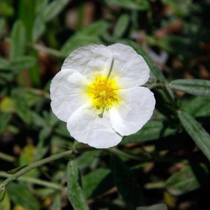 6 x Helianthemum 'The Bride' (=Snow Queen) - Zonneroosje pot 9x9cm - Witte bloemen