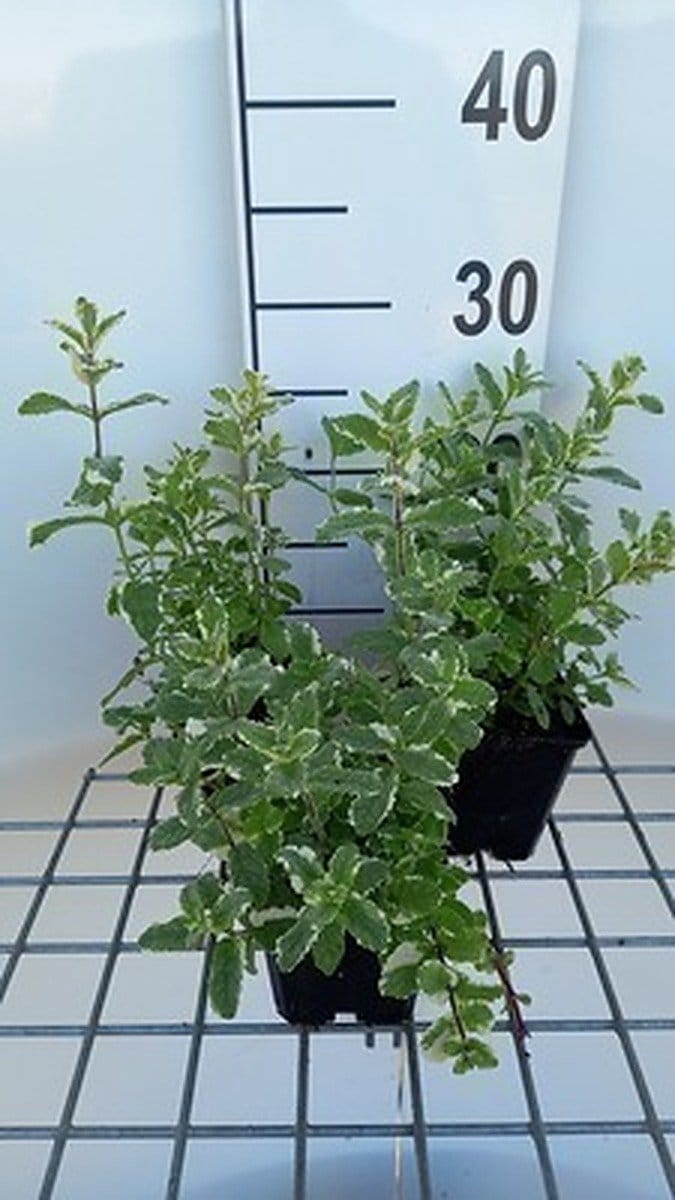 6x Witte munt - Mentha rotund. 'Variegata' | 9x9 cm pot