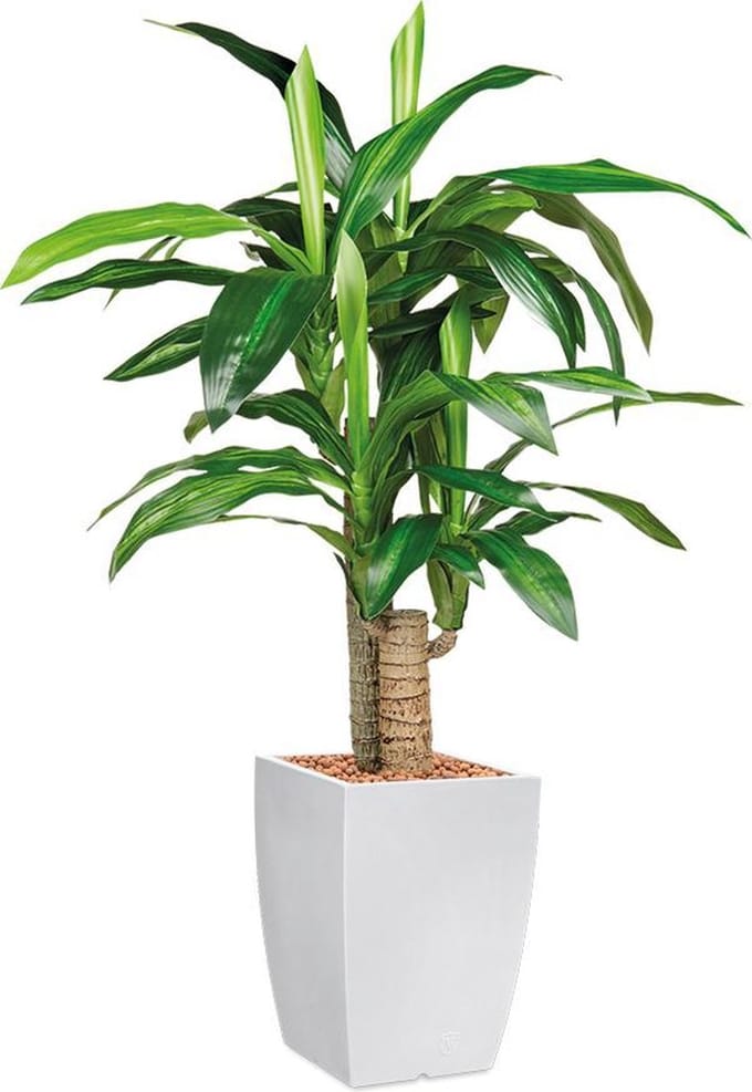 HTT - Kunstplant Dracaena Fragans in Genesis vierkant wit H120 cm