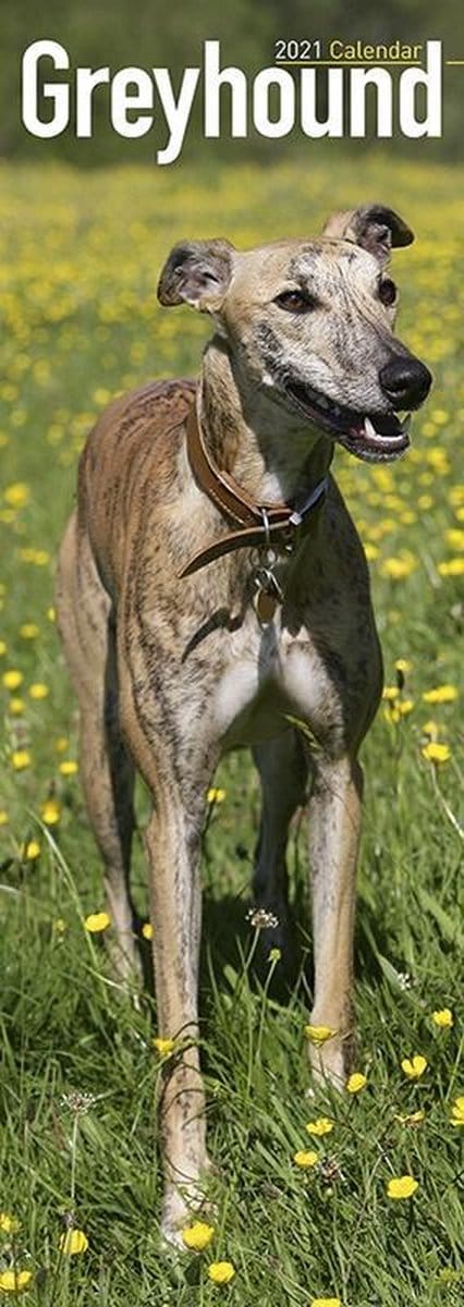 Greyhound 2021