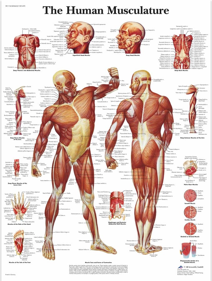 Het menselijk lichaam - anatomie poster spieren (Engels, papier, 50x67 cm)