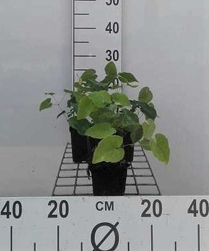 6x Elfenbloem - Epimedium perralchicum 'Frohnleiten' | 9x9 cm pot
