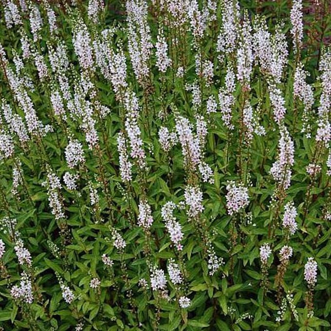 6 x Lysimachia Ephemerum -  Wederik pot 9x9cm