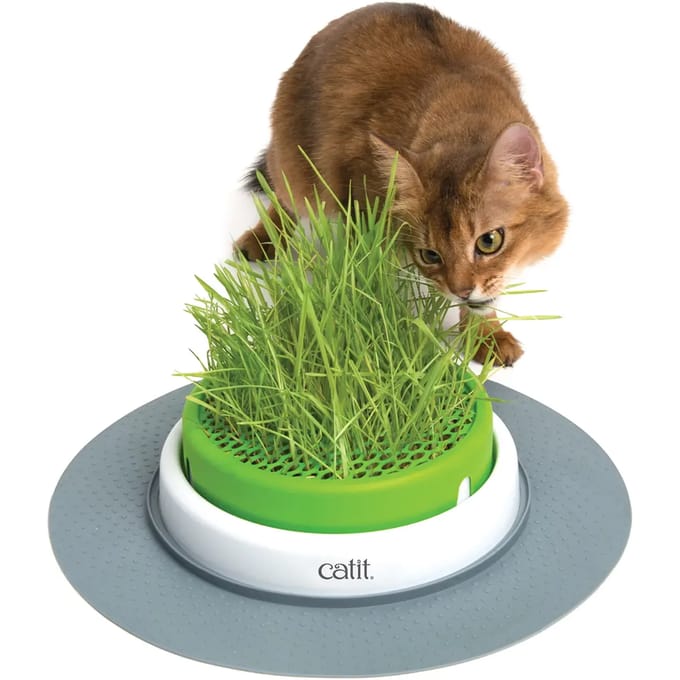 Jardinière d'herbe Catit