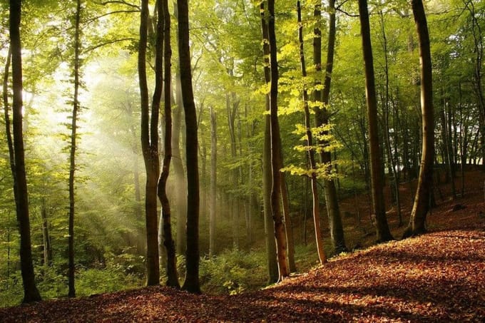 Fotobehang - Forest 375x250cm - Vliesbehang
