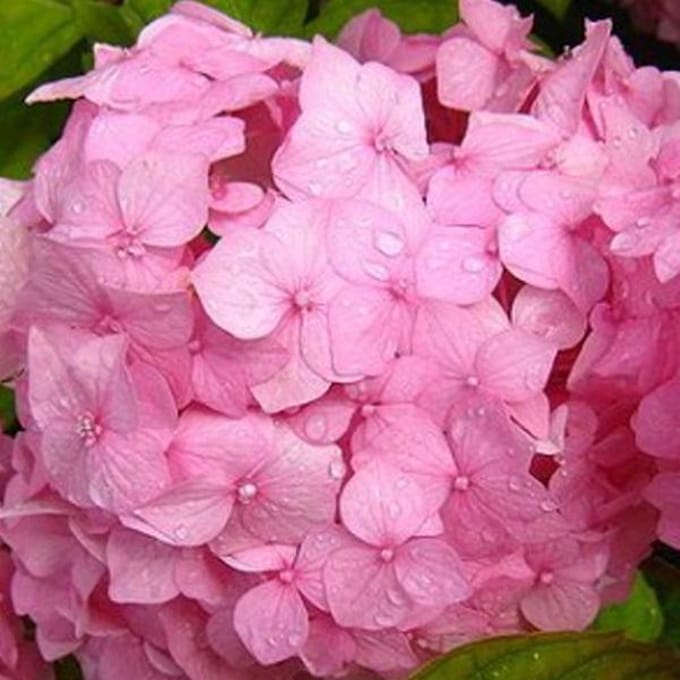 HYDRANGEA MACROPHYLLA 'SIBILLA' - Hortensia 25-30 cm in pot