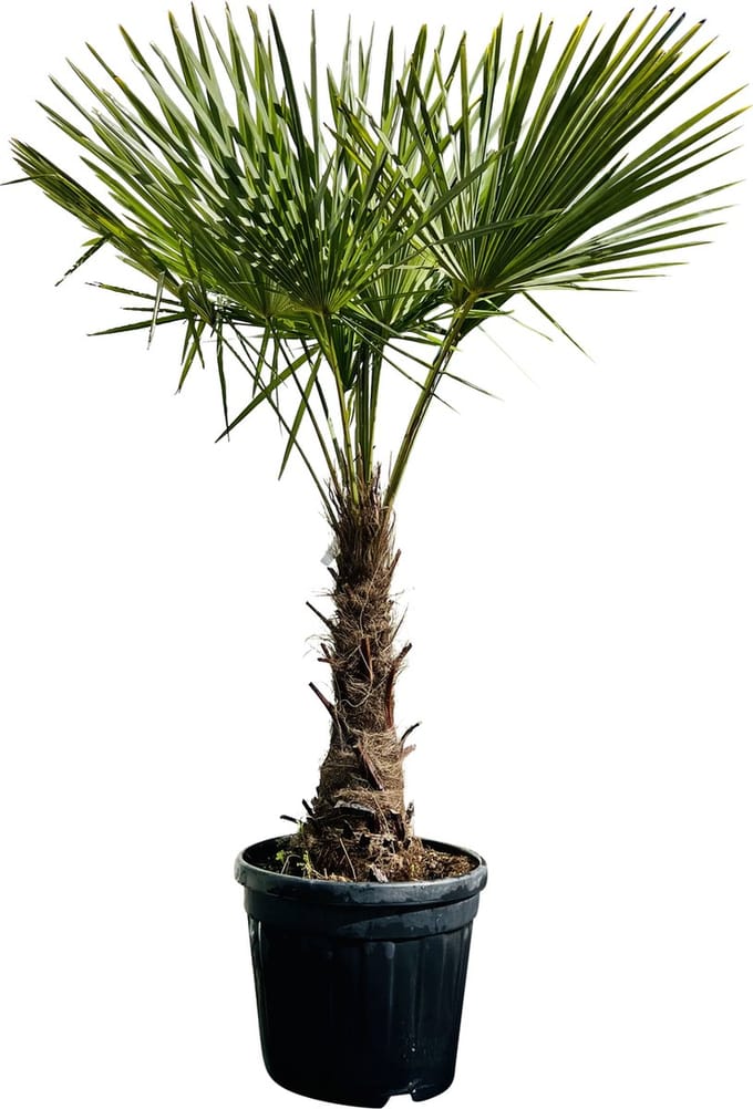 Tropictrees - Palmboom - Trachycarpus Fortunei - Plant - Winterhard - Pot ⌀ 50cm - Hoogte ca. 190cm