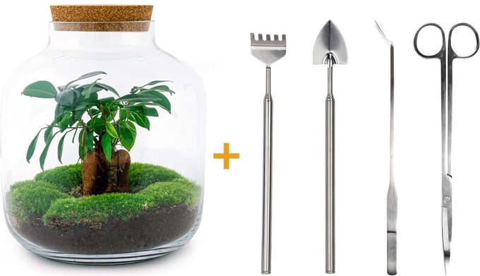 Green Harmony | DIY terrarium - Billie - 29 cm