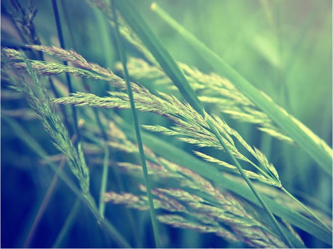 Fotobehang - Cereal field.