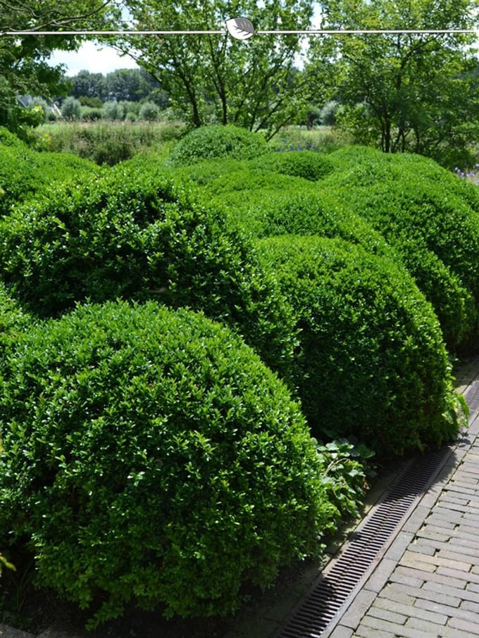 Buxus sempervirens 80-100 cm, 8x Haagplant