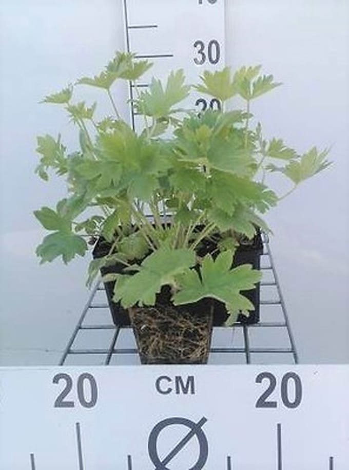6x Ridderspoor - Delphinium (p) 'Blue Bird' | 9x9 cm pot