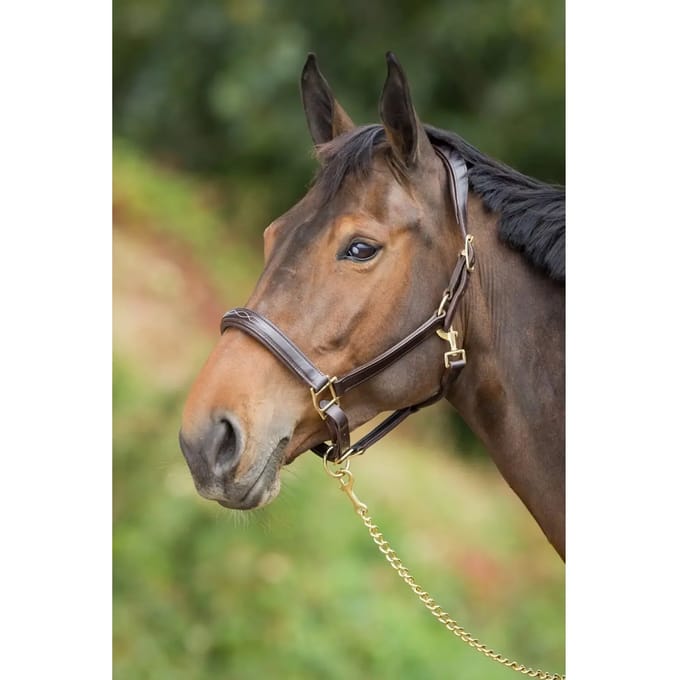Leren halster voor paarden HFI
