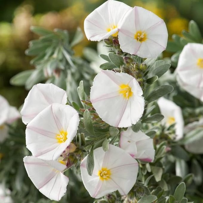 Convolvulus Cneorum- zilverwinde 25-30 cm in pot