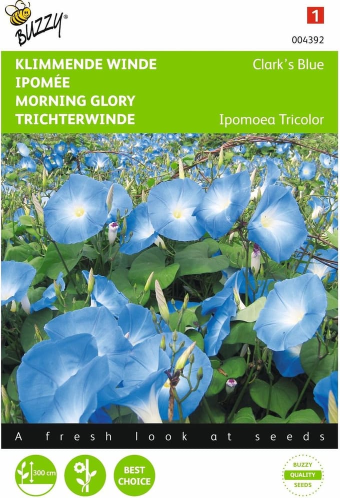2 stuks - Buzzy - Ipomoea Tricolor Rubro C. Clark S Blue