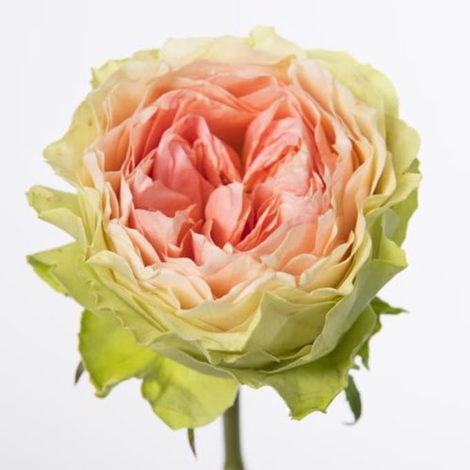 20x Rosa gravity 60cm