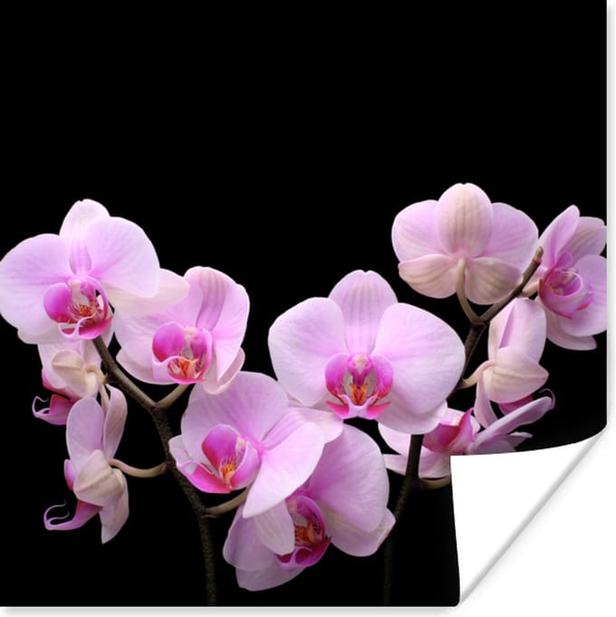 Poster Orchidee - Bloemen - Roze - Flora - 75x75 cm